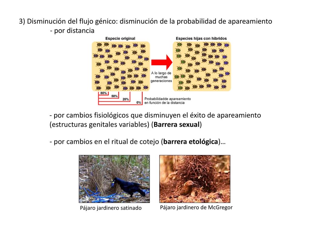 - por cambios en el ritual de cotejo (barrera etológica)…