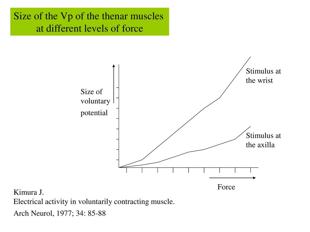 Size of the Vp of the thenar muscles at different levels of force