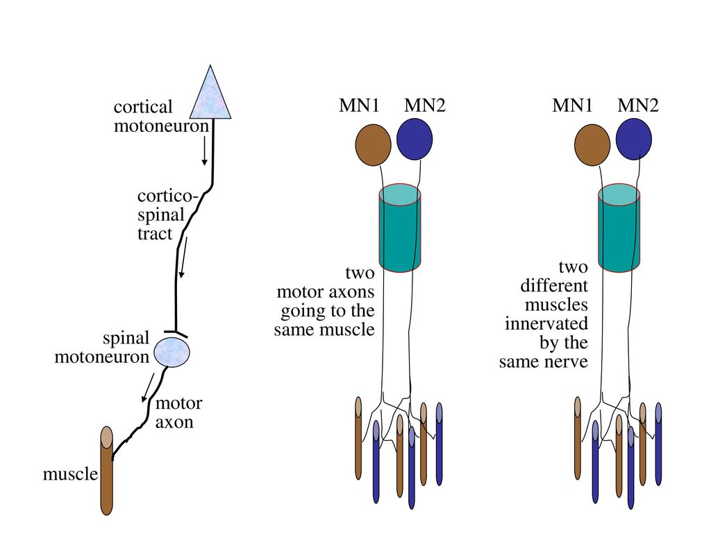 MN1 MN2. MN1. MN2. cortical. motoneuron. cortico- spinal. tract. two. different. muscles.