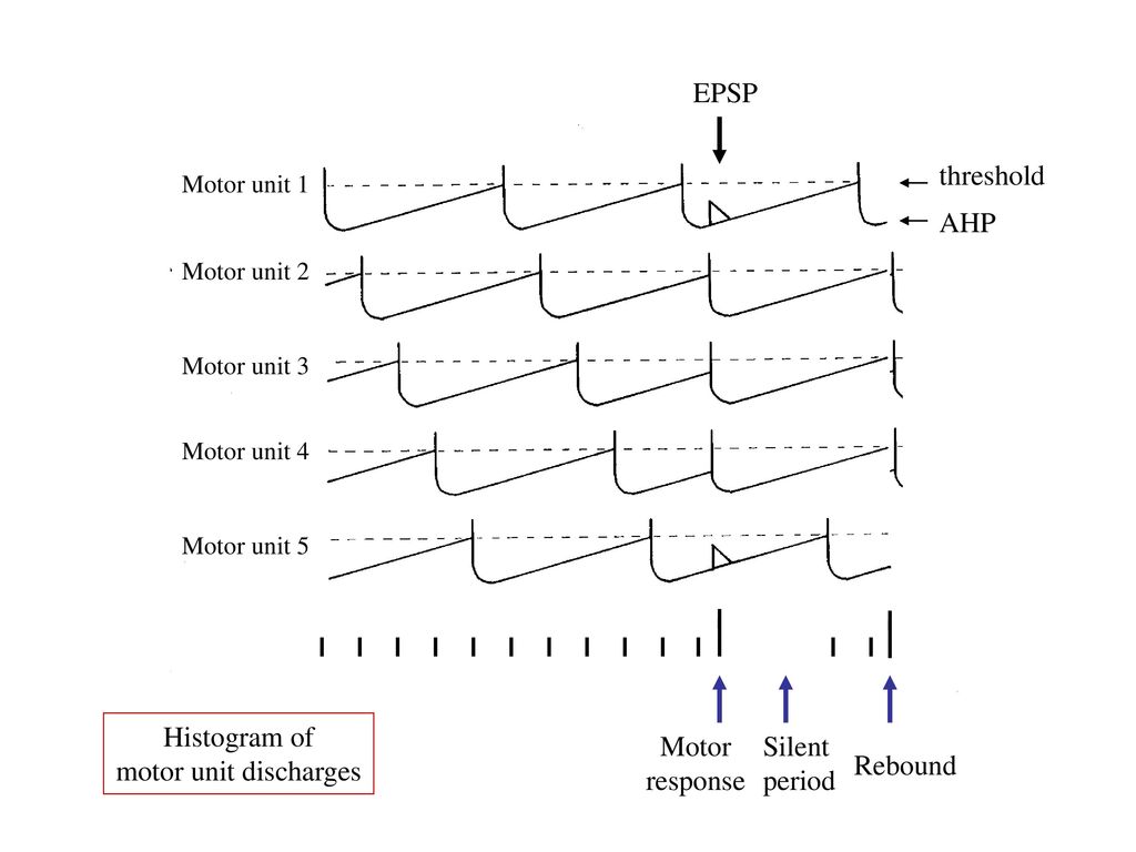 EPSP threshold AHP Histogram of motor unit discharges Motor response