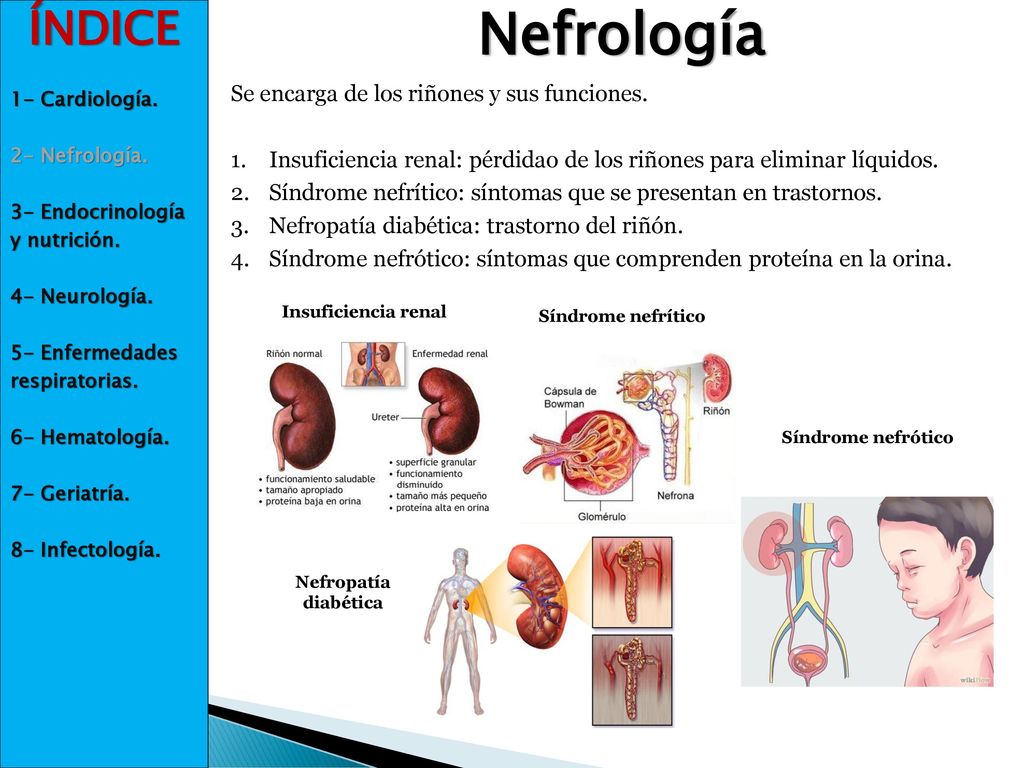Nefrología ÍNDICE Se encarga de los riñones y sus funciones.