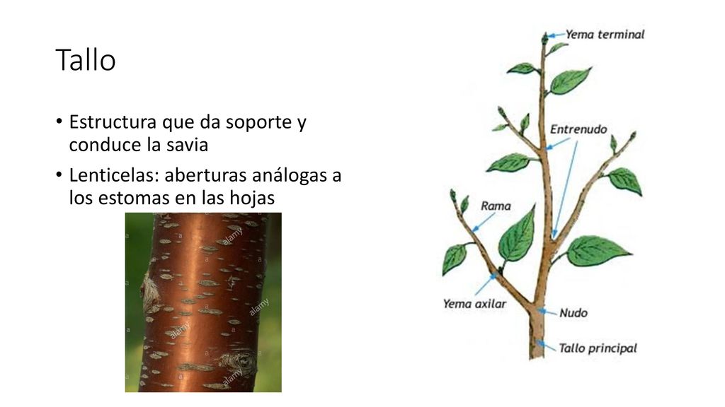 Tallo Estructura que da soporte y conduce la savia
