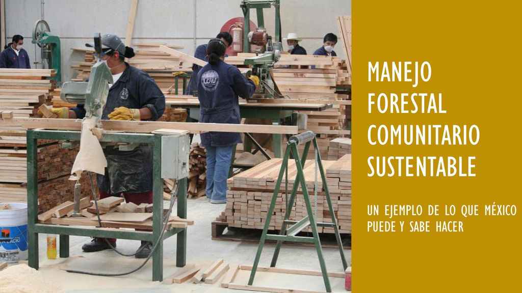 Manejo forestal comunitario sustentable un ejemplo de lo que México puede y sabe hacer