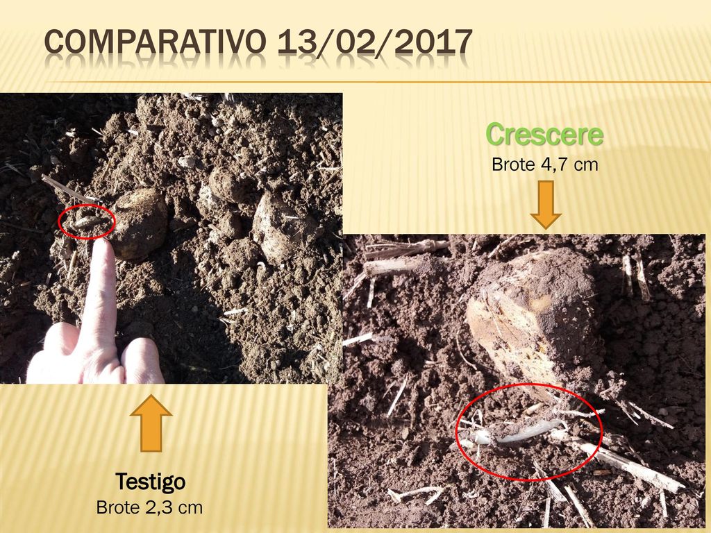 COMPARATIVO 13/02/2017 Crescere Brote 4,7 cm Testigo Brote 2,3 cm