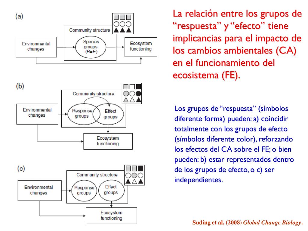 La relación entre los grupos de respuesta y efecto tiene implicancias para el impacto de los cambios ambientales (CA) en el funcionamiento del ecosistema (FE).