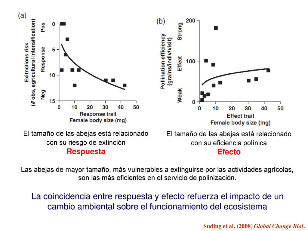 El tamaño de las abejas está relacionado con su riesgo de extinción