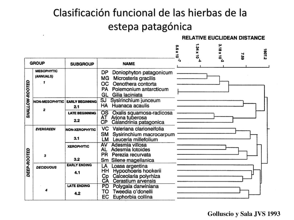 Clasificación funcional de las hierbas de la estepa patagónica