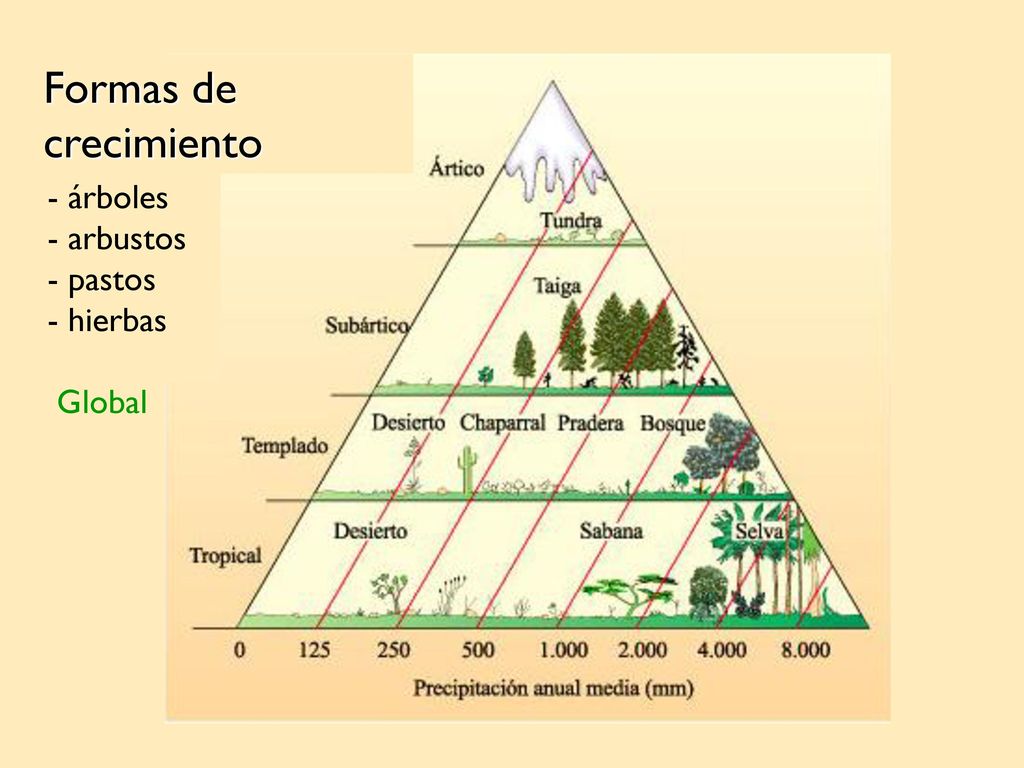 Formas de crecimiento - árboles - arbustos - pastos - hierbas Global