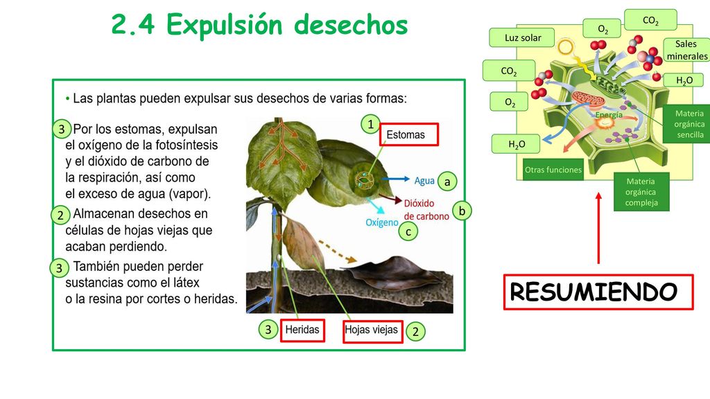 2.4 Expulsión desechos RESUMIENDO 1 3 a b 2 c CO2 O2 Luz solar