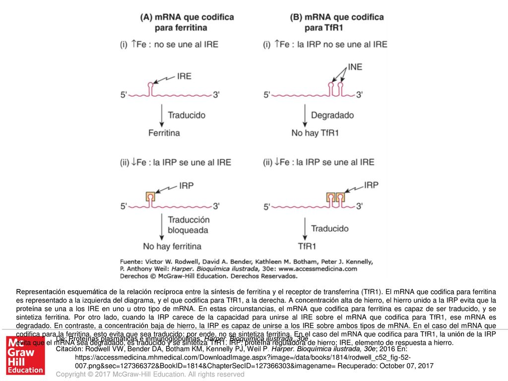 Representación esquemática de la relación recíproca entre la síntesis de ferritina y el receptor de transferrina (TfR1). El mRNA que codifica para ferritina es representado a la izquierda del diagrama, y el que codifica para TfR1, a la derecha. A concentración alta de hierro, el hierro unido a la IRP evita que la proteína se una a los IRE en uno u otro tipo de mRNA. En estas circunstancias, el mRNA que codifica para ferritina es capaz de ser traducido, y se sintetiza ferritina. Por otro lado, cuando la IRP carece de la capacidad para unirse al IRE sobre el mRNA que codifica para TfR1, ese mRNA es degradado. En contraste, a concentración baja de hierro, la IRP es capaz de unirse a los IRE sobre ambos tipos de mRNA. En el caso del mRNA que codifica para la ferritina, esto evita que sea traducido; por ende, no se sintetiza ferritina. En el caso del mRNA que codifica para TfR1, la unión de la IRP evita que el mRNA sea degradado, es traducido y se sintetiza TfR1. IRP, proteína reguladora de hierro; IRE, elemento de respuesta a hierro.