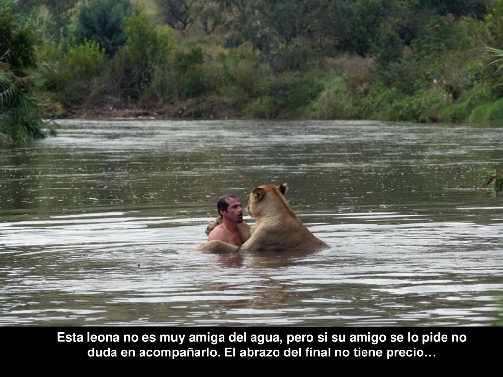 Esta leona no es muy amiga del agua, pero si su amigo se lo pide no duda en acompañarlo.