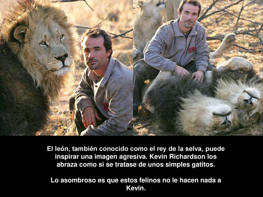 El león, también conocido como el rey de la selva, puede inspirar una imagen agresiva.
