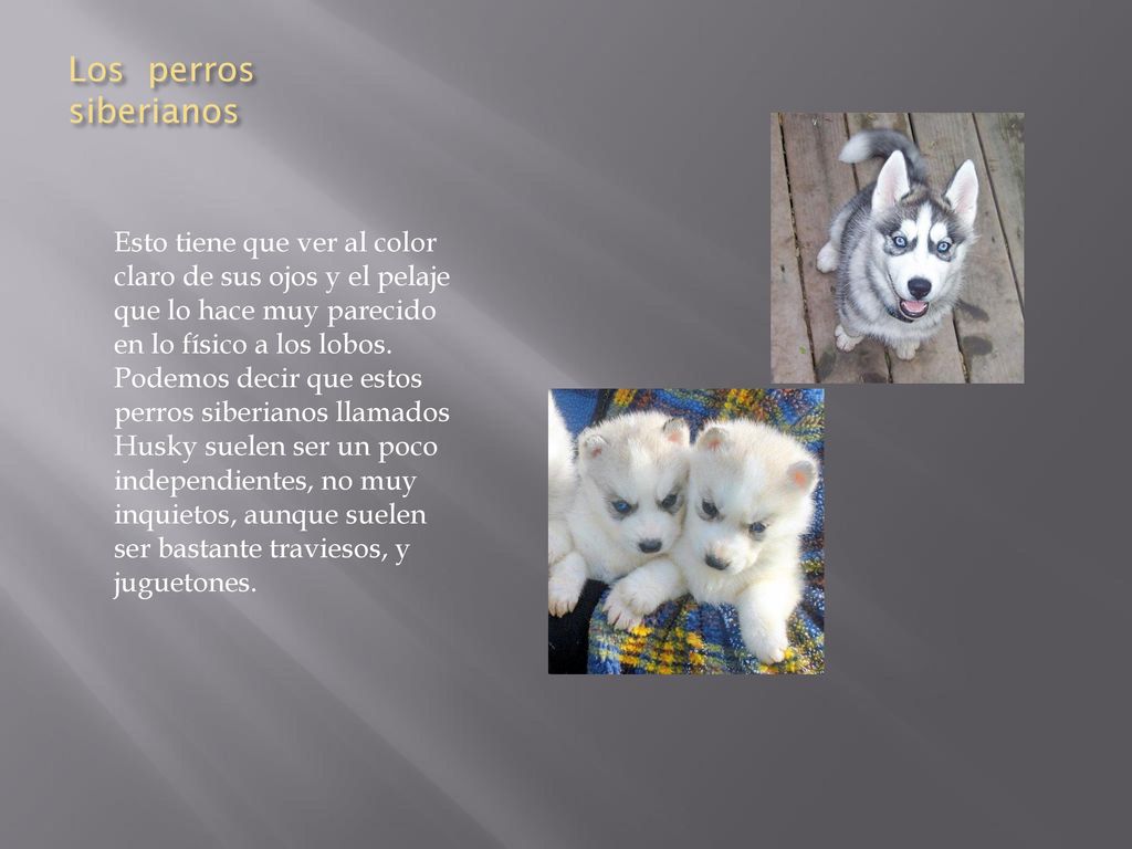 Los perros siberianos Esto tiene que ver al color claro de sus ojos y el pelaje que lo hace muy parecido en lo físico a los lobos.