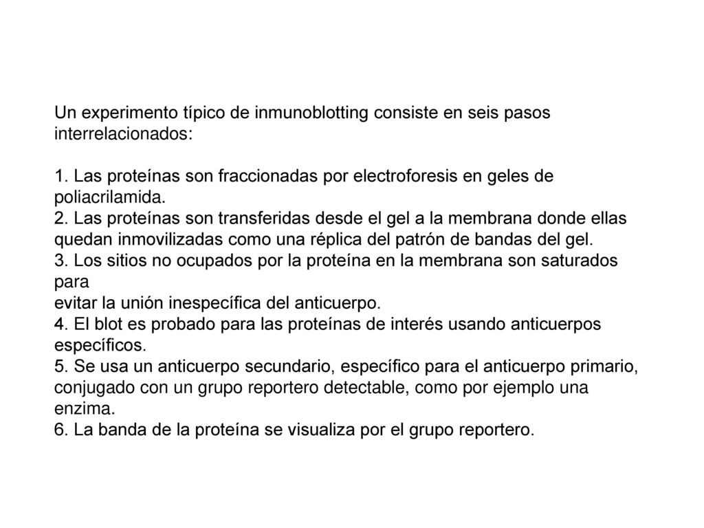 Un experimento típico de inmunoblotting consiste en seis pasos interrelacionados: