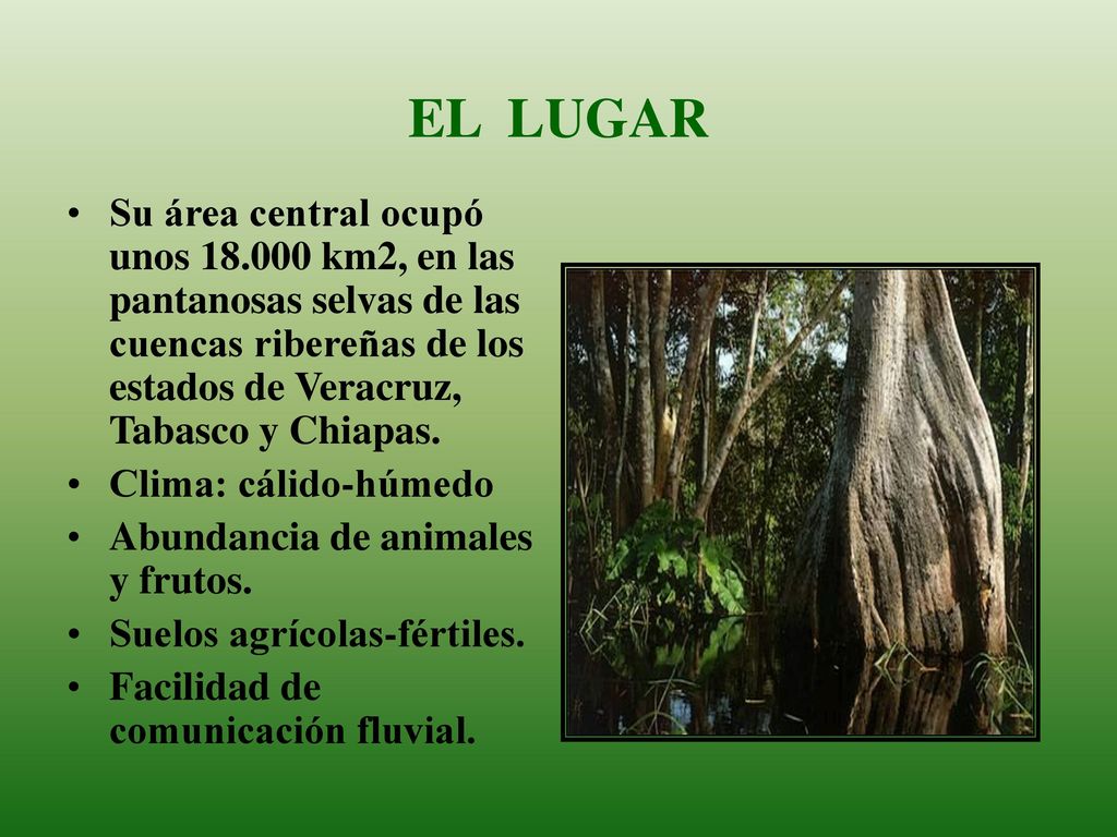 EL LUGAR Su área central ocupó unos km2, en las pantanosas selvas de las cuencas ribereñas de los estados de Veracruz, Tabasco y Chiapas.