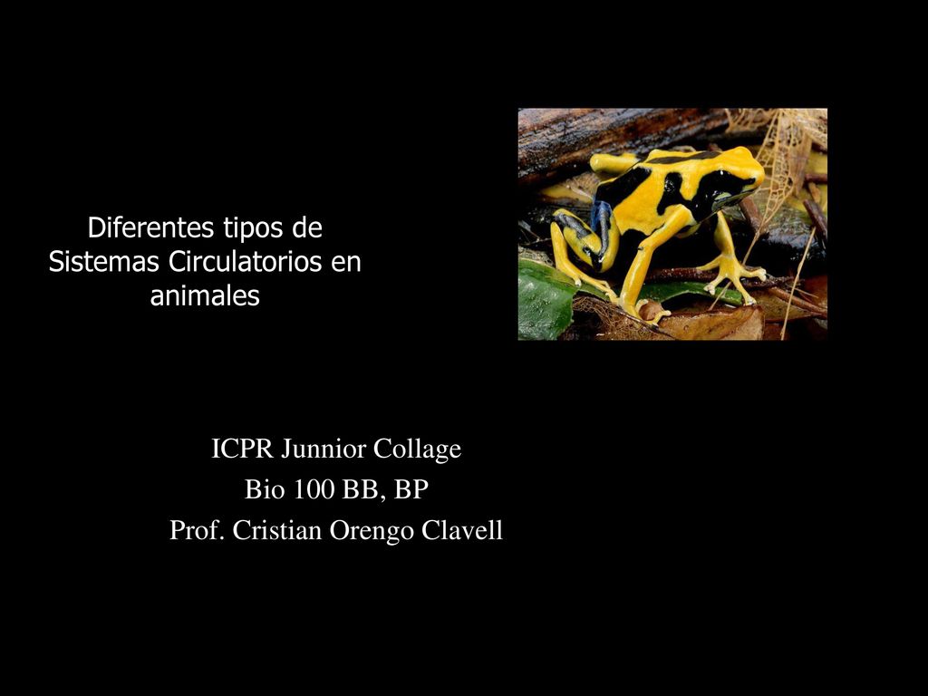 Diferentes tipos de Sistemas Circulatorios en animales