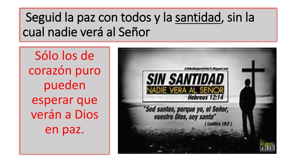 Seguid la paz con todos y la santidad, sin la cual nadie verá al Señor