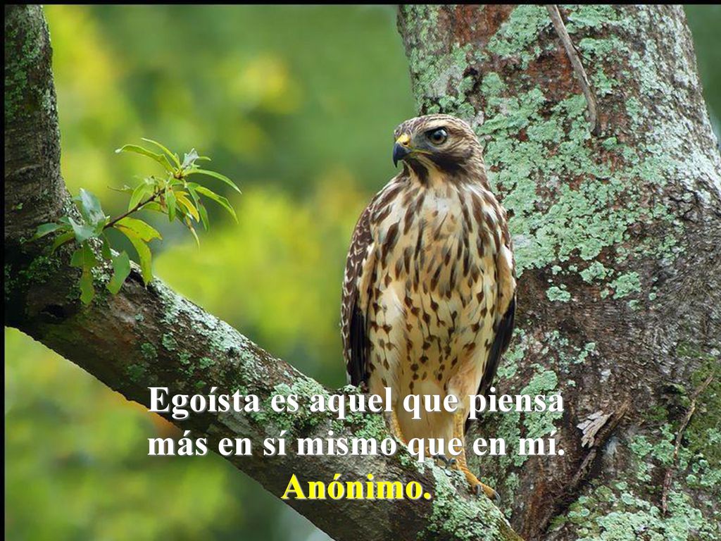 Egoísta es aquel que piensa más en sí mismo que en mí.