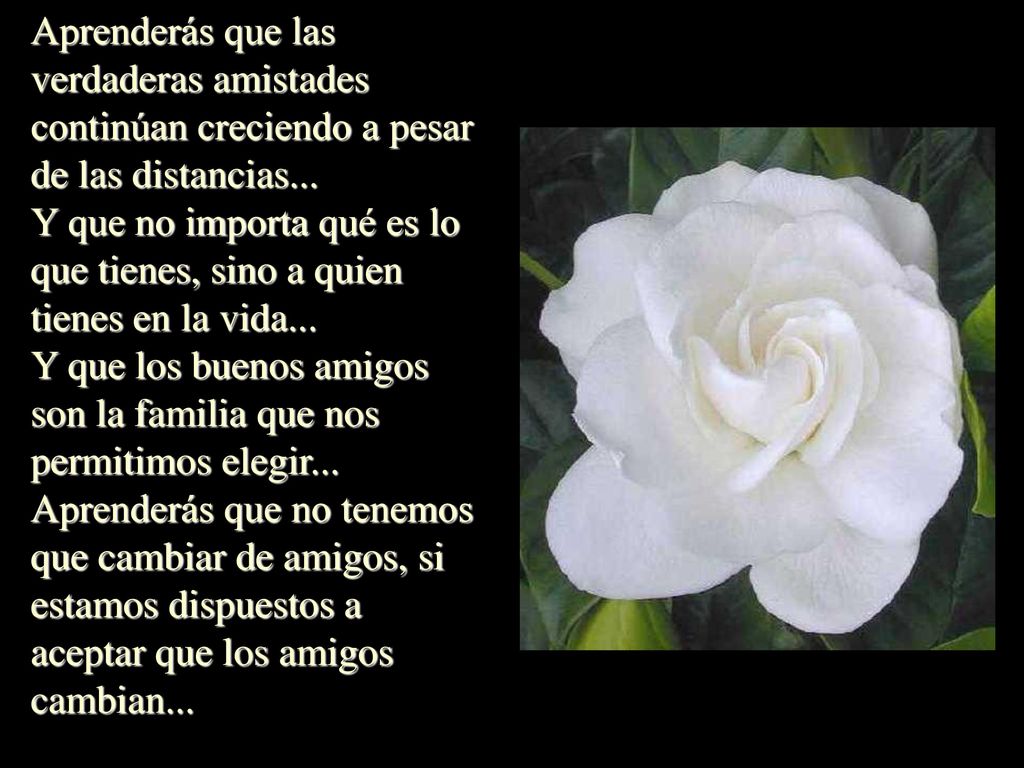 Aprenderás que las verdaderas amistades continúan creciendo a pesar de las distancias...
