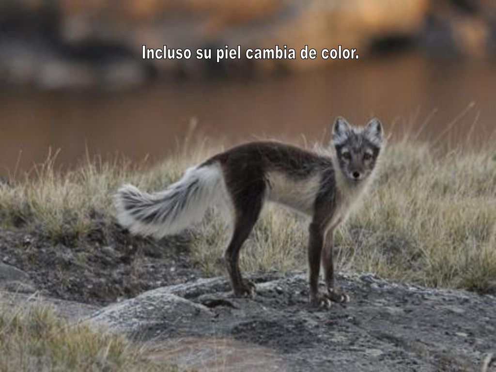 Incluso su piel cambia de color.