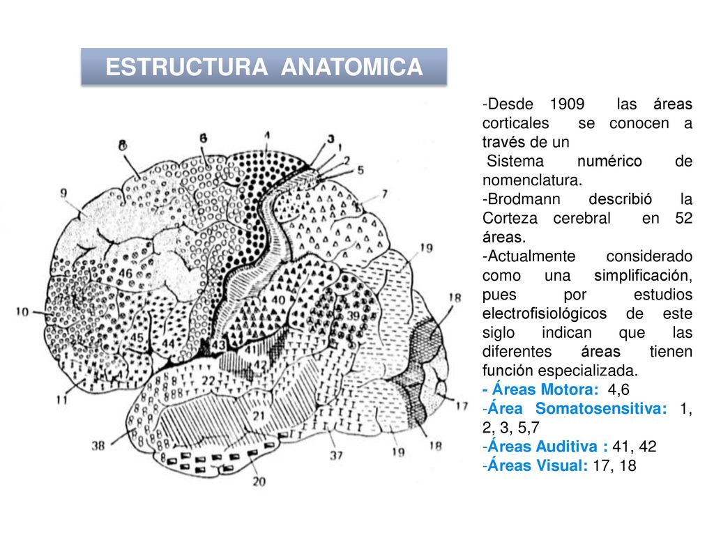 ESTRUCTURA ANATOMICA Desde 1909 las áreas corticales se conocen a través de un. Sistema numérico de nomenclatura.