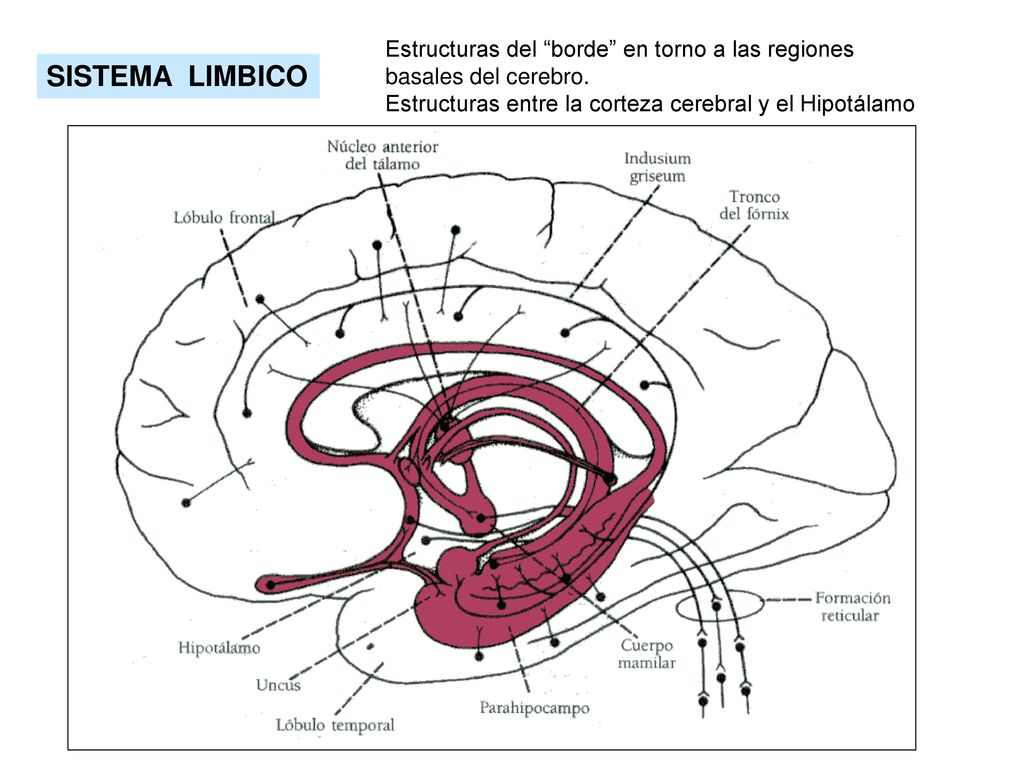 Estructuras del borde en torno a las regiones basales del cerebro.