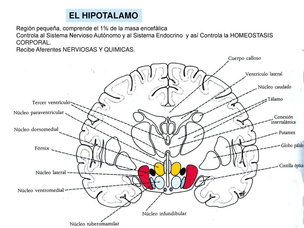 EL HIPOTALAMO Región pequeña, comprende el 1% de la masa encefálica