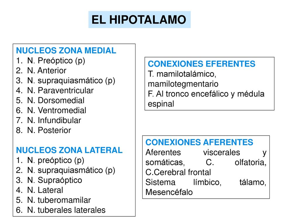 EL HIPOTALAMO NUCLEOS ZONA MEDIAL N. Preóptico (p) N. Anterior