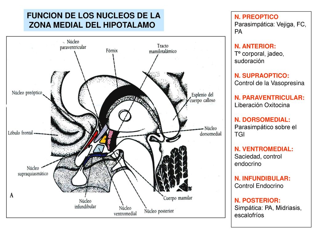 FUNCION DE LOS NUCLEOS DE LA ZONA MEDIAL DEL HIPOTALAMO