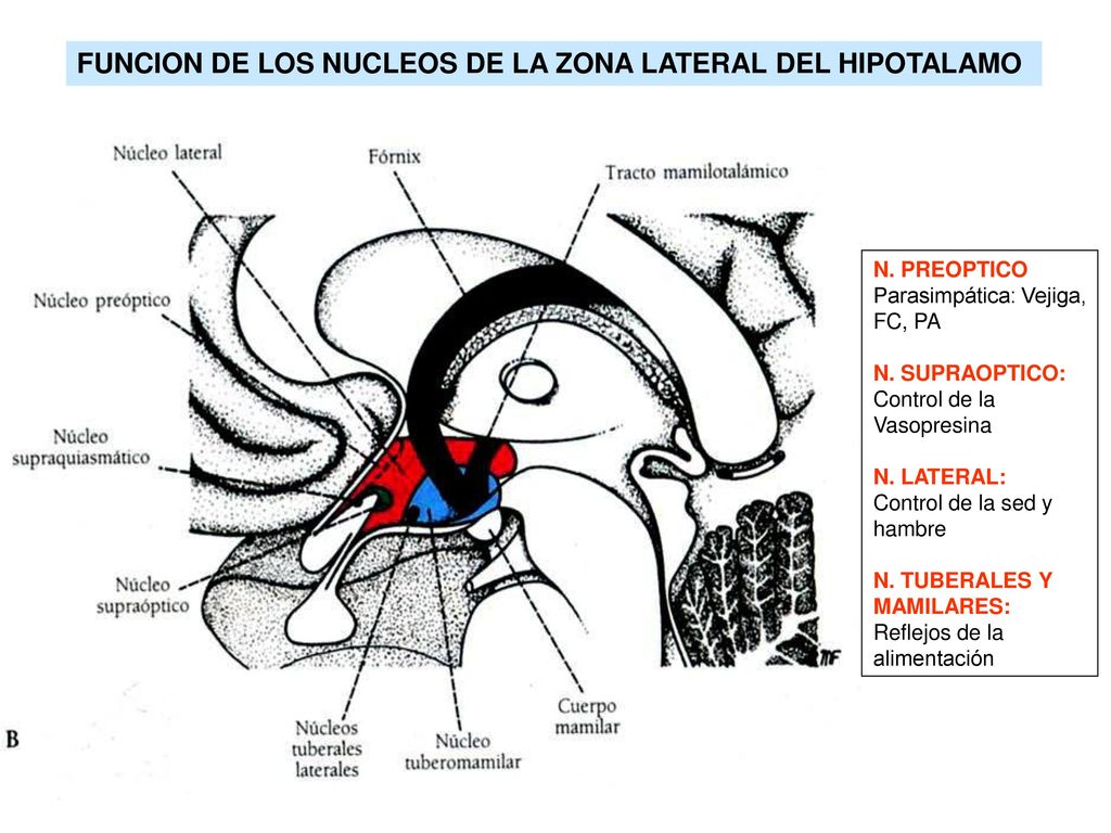 FUNCION DE LOS NUCLEOS DE LA ZONA LATERAL DEL HIPOTALAMO
