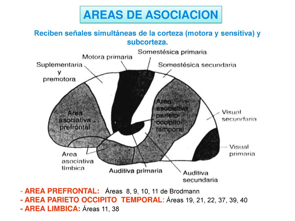 AREAS DE ASOCIACION Reciben señales simultáneas de la corteza (motora y sensitiva) y subcorteza. AREA PREFRONTAL: Áreas 8, 9, 10, 11 de Brodmann.