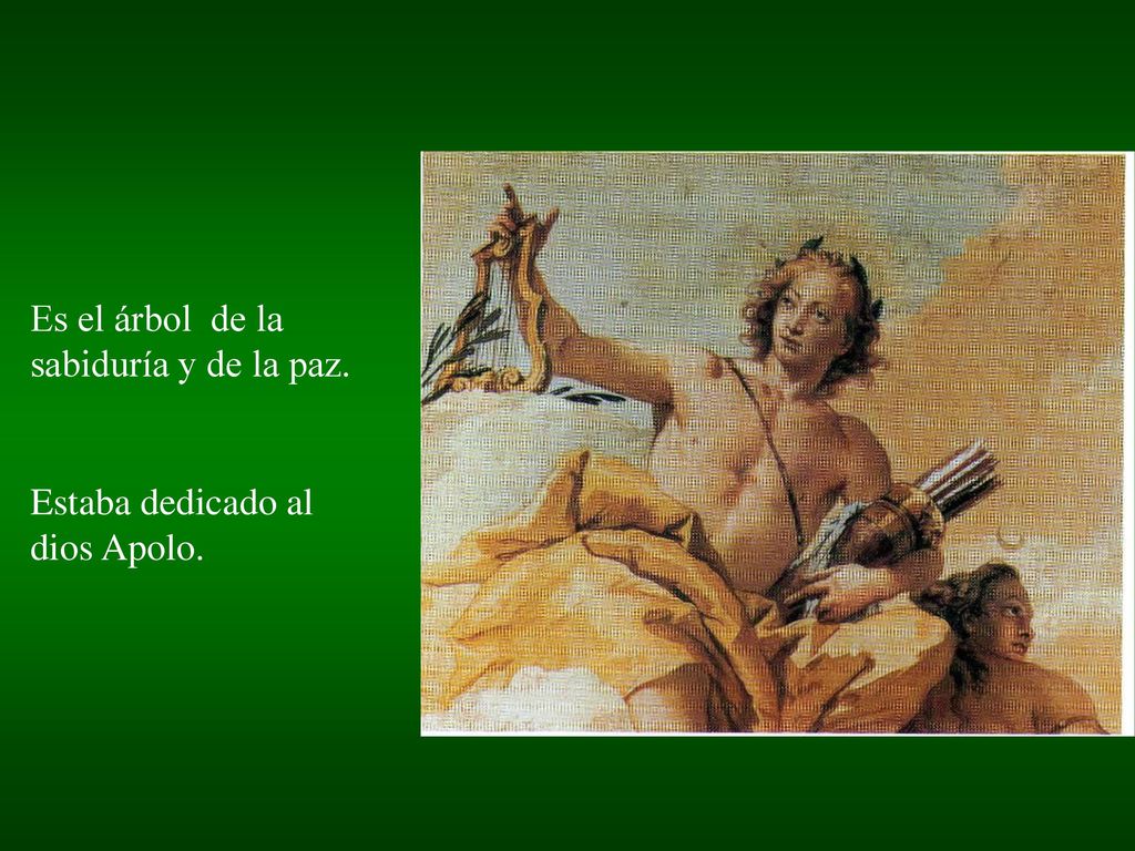 Es el árbol de la sabiduría y de la paz.