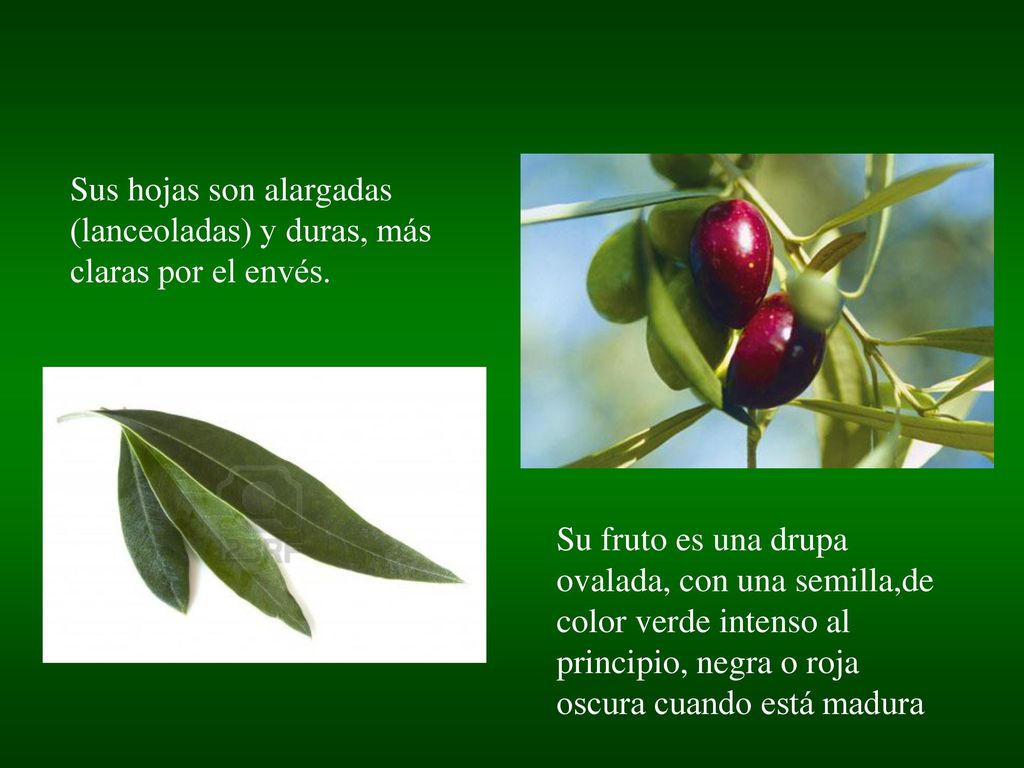 Sus hojas son alargadas (lanceoladas) y duras, más claras por el envés.