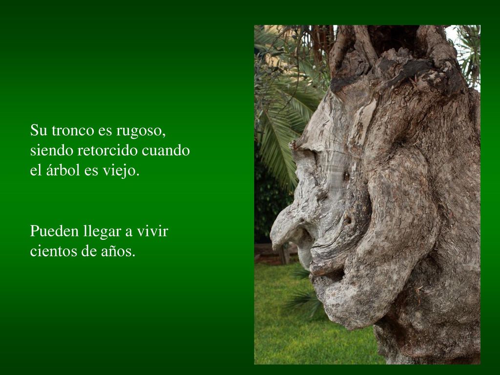 Su tronco es rugoso, siendo retorcido cuando el árbol es viejo.