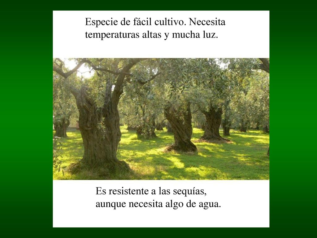 Especie de fácil cultivo. Necesita temperaturas altas y mucha luz.
