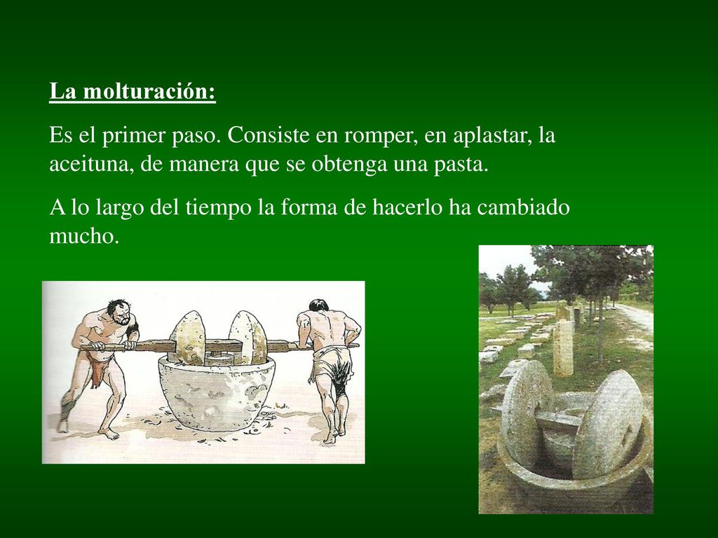 La molturación: Es el primer paso. Consiste en romper, en aplastar, la aceituna, de manera que se obtenga una pasta.