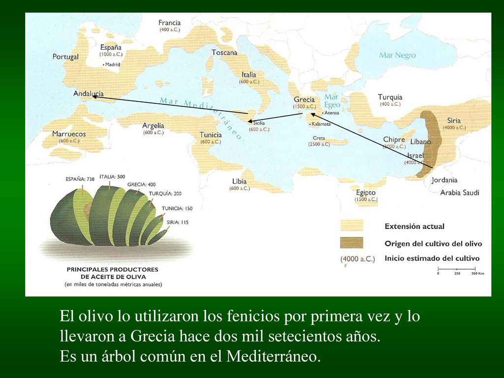 El olivo lo utilizaron los fenicios por primera vez y lo llevaron a Grecia hace dos mil setecientos años.
