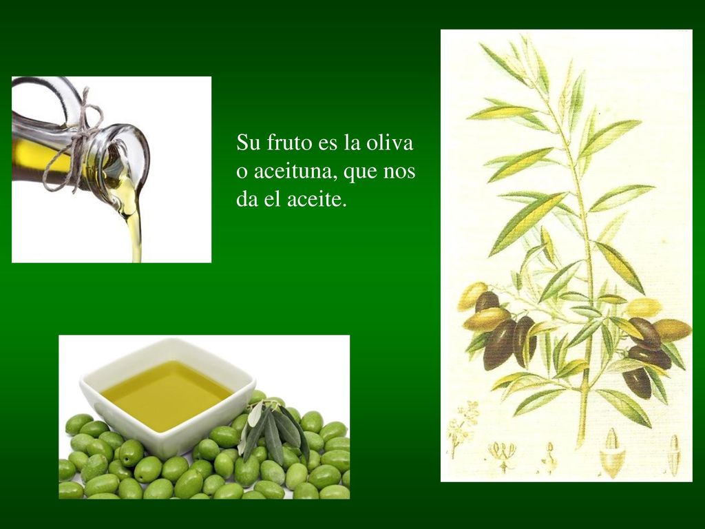 Su fruto es la oliva o aceituna, que nos da el aceite.