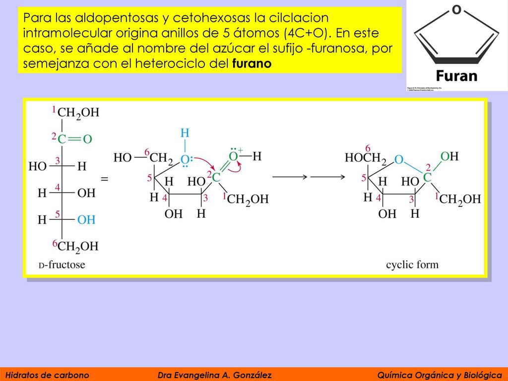 Para las aldopentosas y cetohexosas la cilclacion intramolecular origina anillos de 5 átomos (4C+O). En este caso, se añade al nombre del azúcar el sufijo -furanosa, por semejanza con el heterociclo del furano
