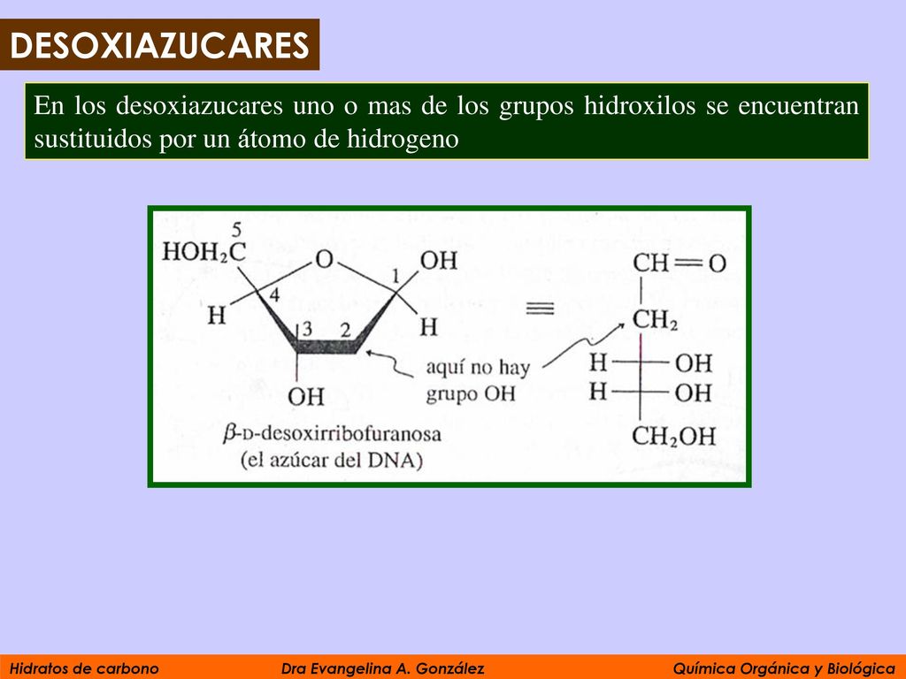 DESOXIAZUCARES En los desoxiazucares uno o mas de los grupos hidroxilos se encuentran sustituidos por un átomo de hidrogeno.