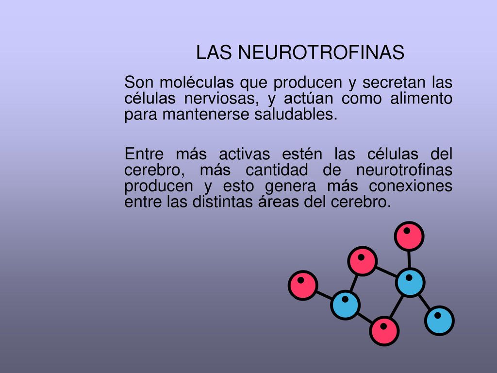LAS NEUROTROFINAS Son moléculas que producen y secretan las células nerviosas, y actúan como alimento para mantenerse saludables.