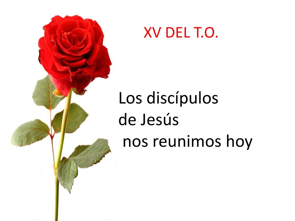 XV DEL T.O. Los discípulos de Jesús nos reunimos hoy PENTECOSTÉS