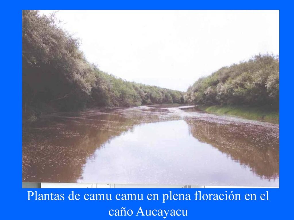 Plantas de camu camu en plena floración en el caño Aucayacu