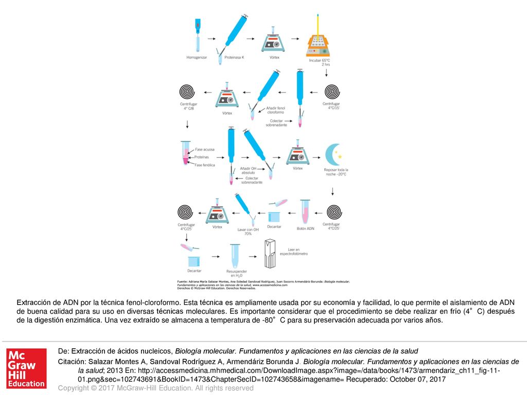 Extracción de ADN por la técnica fenol-cloroformo