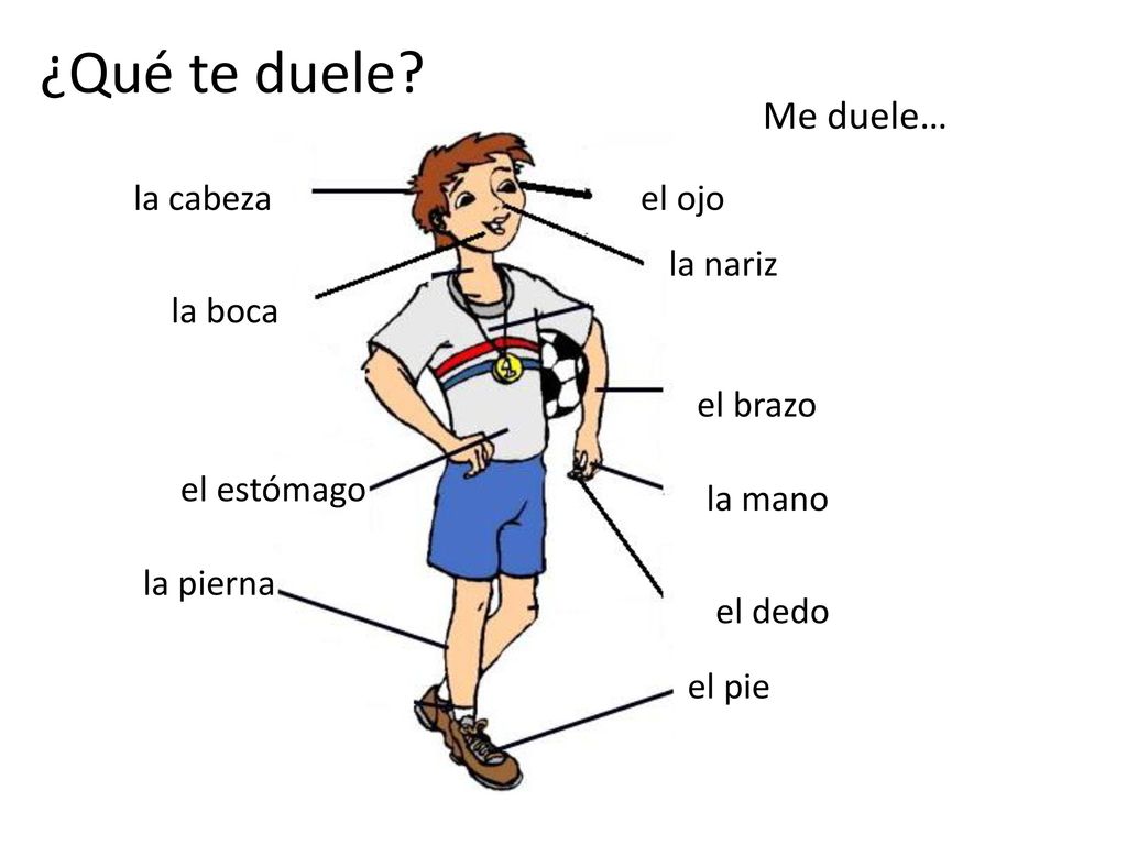 ¿Qué te duele Me duele… la cabeza el ojo la nariz la boca el brazo