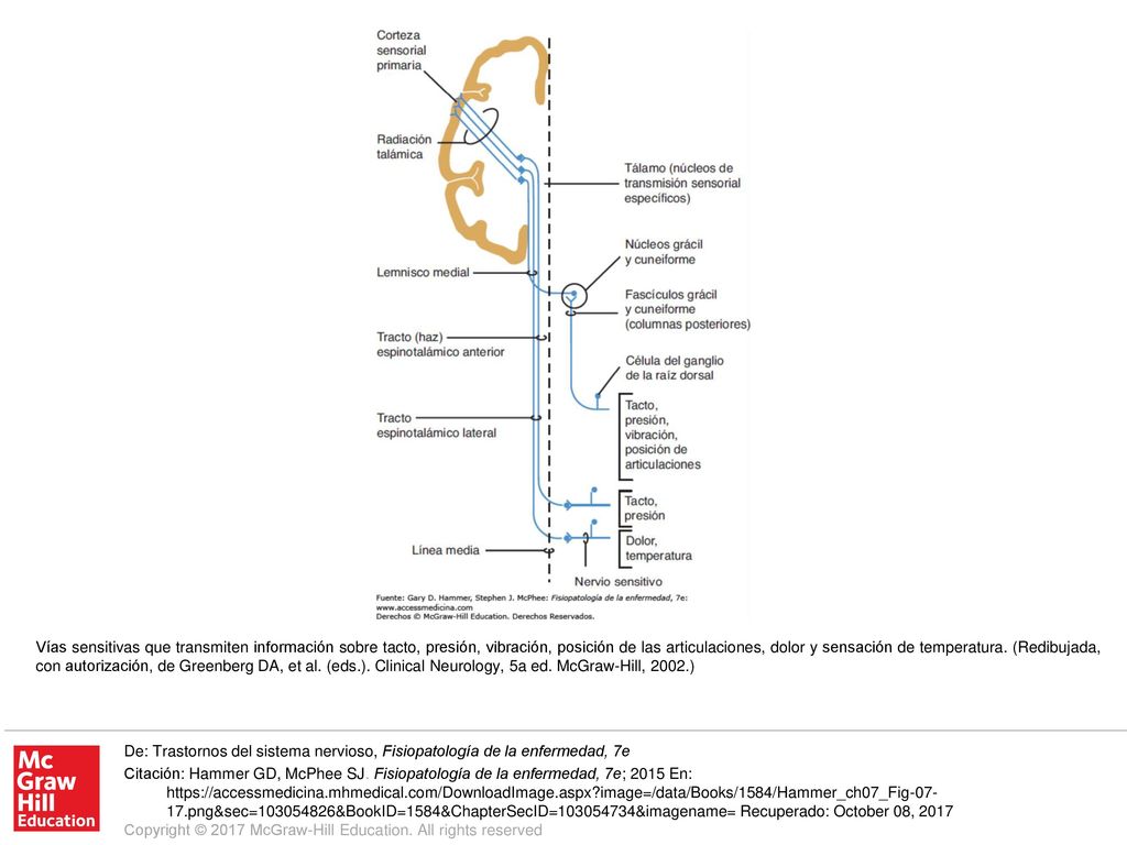 Vías sensitivas que transmiten información sobre tacto, presión, vibración, posición de las articulaciones, dolor y sensación de temperatura. (Redibujada, con autorización, de Greenberg DA, et al. (eds.). Clinical Neurology, 5a ed. McGraw-Hill, 2002.)