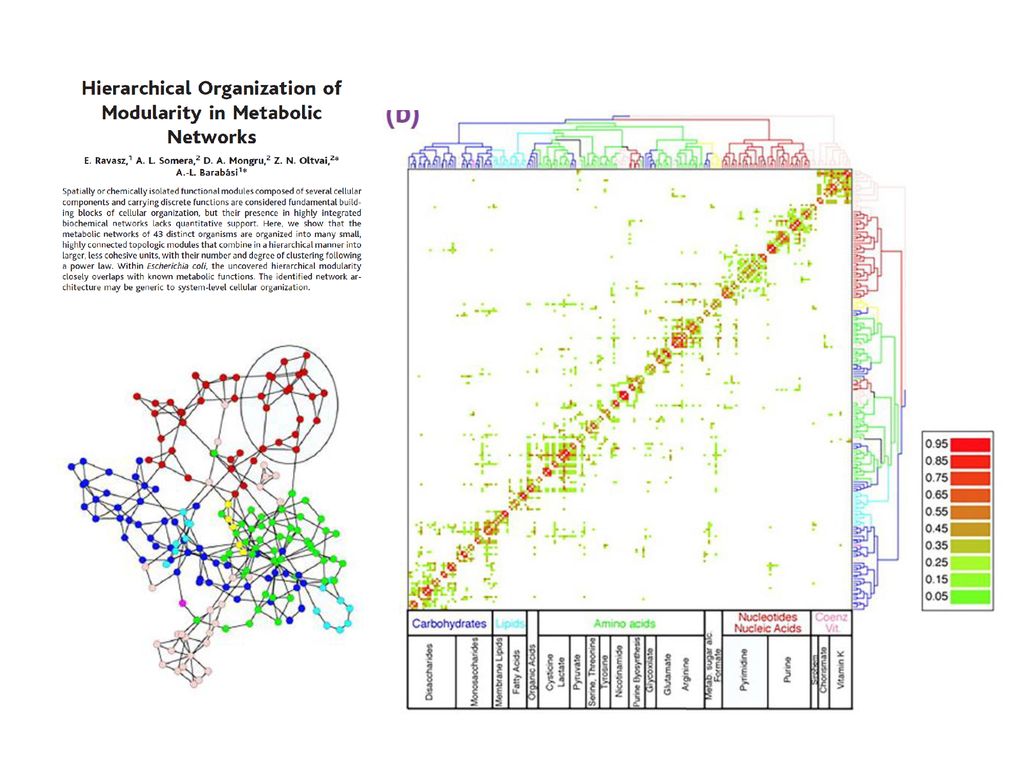 Such modules were first identified in the cellular metabolism of E coli, by Ravasz and collaborator, who developed an algorithm to identify groups of molecules that, based on the patterns of reactions that connect them, form detectable communities (Figure 9.5). The algorithm not only recovered some of the biochemically distinct modules of bacterial metabolism, but has started an avalanche of research within systems biology on the community structure of cellular networks. An example is provided in Figure 9.6, that shows the genetic network within yeast, highlighting communities responsible for specific cellular functions.