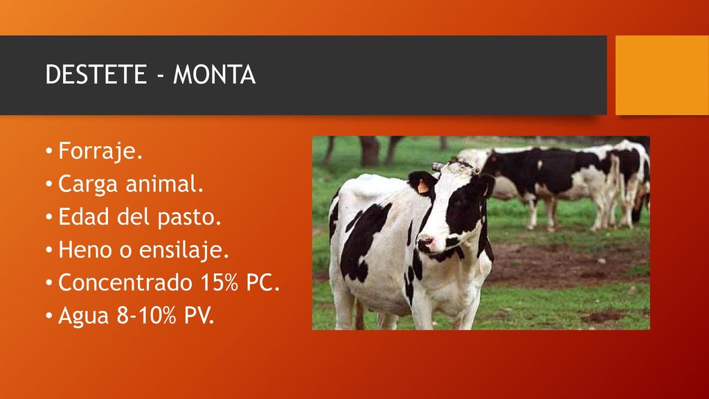 DESTETE - MONTA Forraje. Carga animal. Edad del pasto.