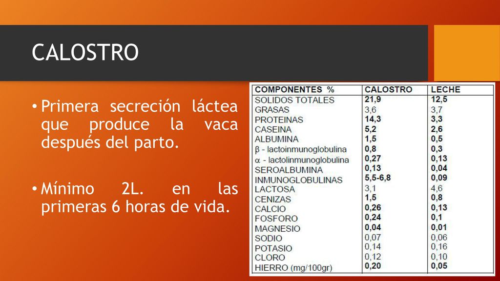 CALOSTRO Primera secreción láctea que produce la vaca después del parto.