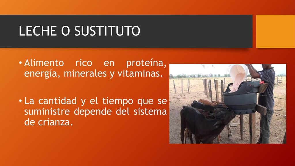 LECHE O SUSTITUTO Alimento rico en proteína, energía, minerales y vitaminas.